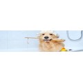 Dog Hygiene & Grooming Products