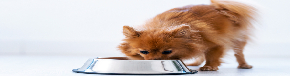 Dog Food and Water Containers