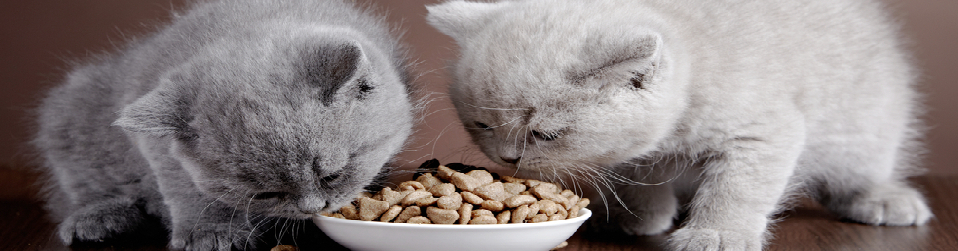 Kitten Dry Cat Food