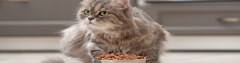 Adult Dry Cat Food