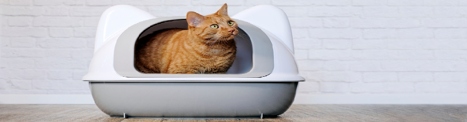 Cat Litter Box & Accessories