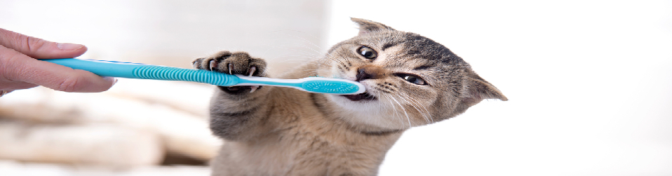 Cat Hygiene and Care Products